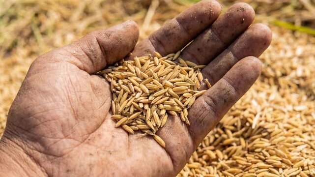 Farmer hand holding handful of grain and seed of wheat and rice conveying agriculture harvest and food security in warm natural light