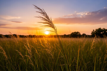 Fototapeta premium Sunlit Indian grass stalks sway in Texas meadow at sunrise, evoking freedom and natural serenity in Dinosaur Valley State Park