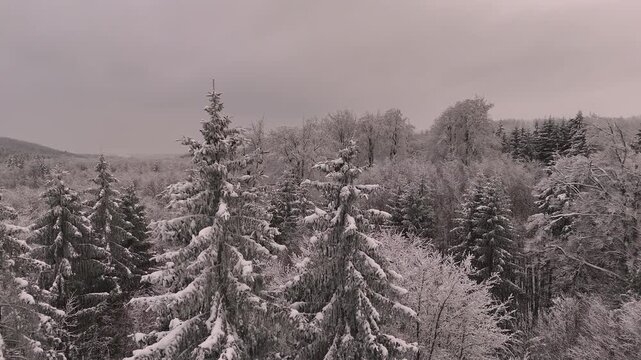 Aerial view of a breathtaking winter forest covered in deep white snow. High angle drone shot flying over a mix of snow-capped coniferous pine trees and bare deciduous trees during a peaceful winter d