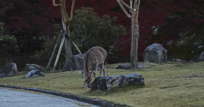 Deer curiously picking at large rock in autumn park near trail - wide, steady cam shot in slow motion