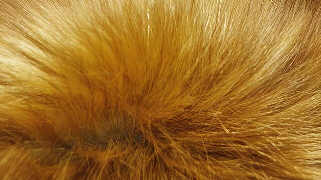 Luxurious Golden Fox Fur Texture Close-Up: Detailed Detail of Soft, Dense, and Rich Furry Wildlife Pattern.
