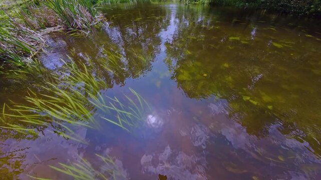 grass, willow and alder tree on river bank, shallow freshwater fast flow stream, Nuphar lutea aquatic plant in clear water, bur-reed long leaf, marsh vegetation, silt substrate, Riv river in Demydivka