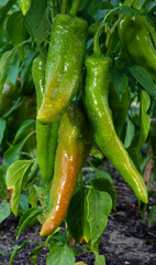 Large group of green chili peppers hanging on the plant