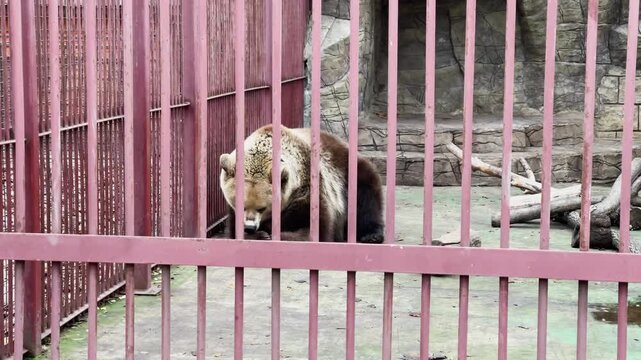 A bear in a cage at a zoo, kept in captivity