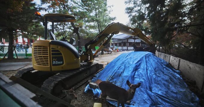 Deer standing next to construction equipment and blue tarp in Japanese area - slow motion steady cam shot