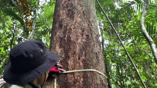 An Asian man is measuring the circumference of an Ironwood tree (Eusideroxylon zwageri) to conduct research on the condition of stands in tropical forests.