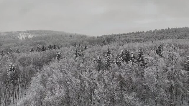 Aerial view of a breathtaking winter forest covered in deep white snow. High angle drone shot flying over a mix of snow-capped coniferous pine trees and bare deciduous trees during a peaceful winter d