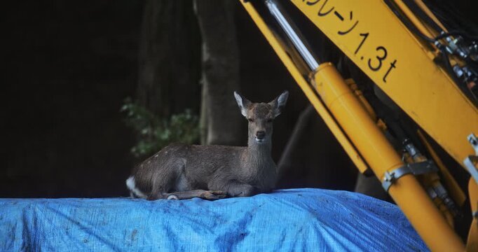 Deer chewing while laying on blue tarp beneath yellow excavator - medium shot