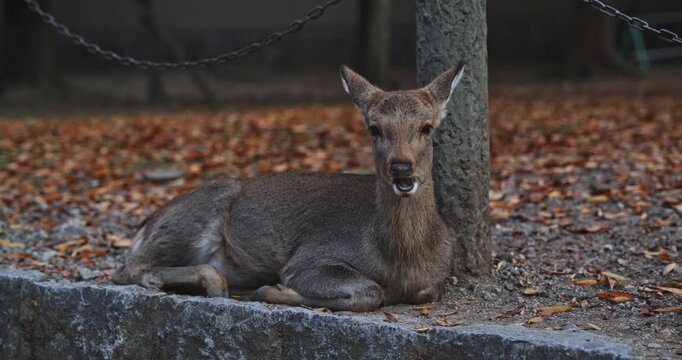 Deer chewing while sitting next to pole and chair - medium shot
