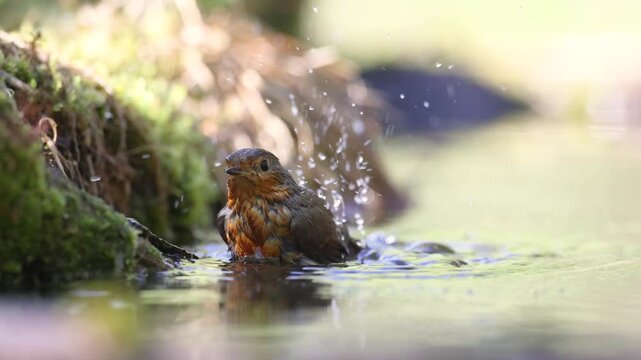 Bird Robin Erithacus rubecula, small bird in forest puddle, spring time in Poland Europe bird bathing and drinking water	
