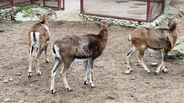 European mouflons in a cage at a zoo, kept in captivity