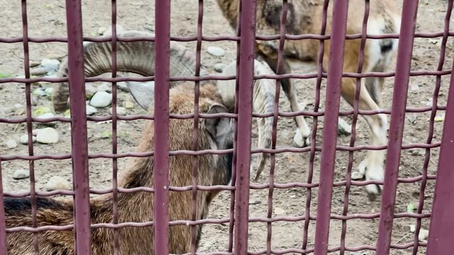 European mouflons in a cage at a zoo, kept in captivity