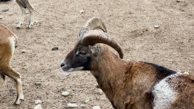 European mouflons in a cage at a zoo, kept in captivity