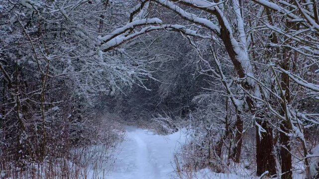 A narrow footpath leads through a snow-covered winter forest and park area. Bare tree branches and bushes are heavily laden with fresh white snow after a blizzard. Peaceful and serene winter nature sc