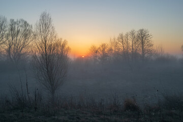 Fototapeta premium morning fog in the forest