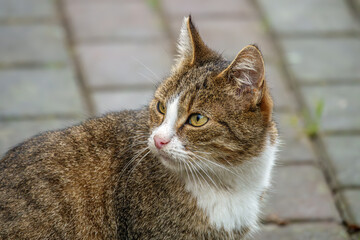 Katze draussen auf dem Gehweg