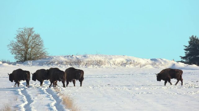 Mammals - wild nature European bison ( Bison bonasus ) Wisent five bulls standing on the winter snowy field North Eastern part of Poland, Europe Knyszynska Primeval Forest