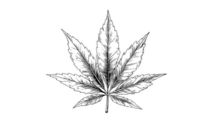 Cannabis Leaf Drawing