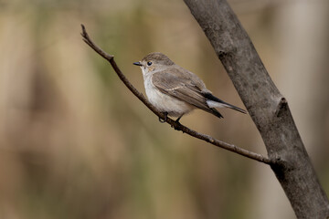 Fototapeta premium 枝に止まる野鳥