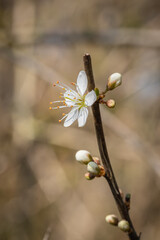 Pretty blackthorn blossom in springtime, with a shallow depth of field