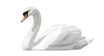 Fototapeta premium Elegant Mute Swan Illustration Isolated on White Background