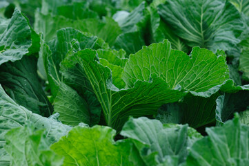 Naklejka premium Green cabbage with dew in growth at vegetable garden