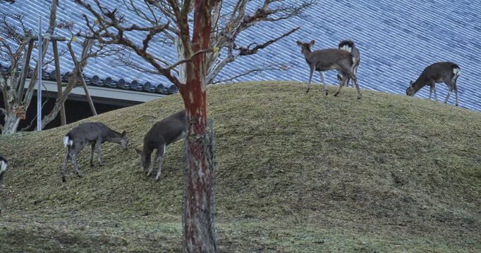 Deer walking around autumn park grassy hill in Japan - slow motion panning shot