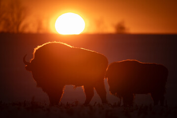 Mammals - wild nature European bison ( Bison bonasus ) Wisent two animals in field sundown North Eastern part of Poland, Europe Knyszynska Primeval Forest amazing warm light in sundown © Marcin Perkowski