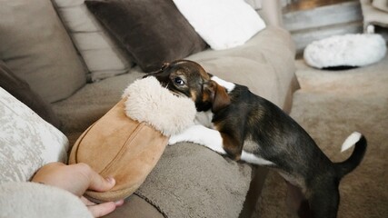 Small Dog with Focused Expression Pulling and Mouthing Tan Slipper in Play