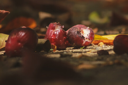 Fallen Malay Apple Fruits Damaged by Bats on the Ground. Close-up of fallen red water apples (Syzygium malaccense) on the ground with visible bite marks from fruit bats or pests. Concept of crop loss,