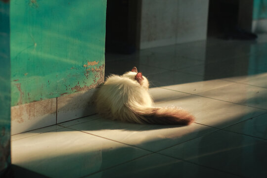 Long-haired domestic cat relaxing in golden hour sunlight at home. A fluffy long-haired cat, possibly a Ragdoll or Persian mix, seen from behind while resting in a bright beam of natural golden sunlig