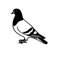 Fototapeta premium vector silhouette of a bird