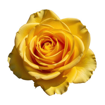 Transparent Rose Images – Browse 498,727 Stock Photos, Vectors, and ...