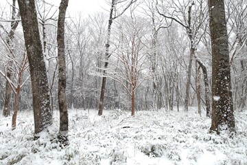 雪の降る森　冬景色