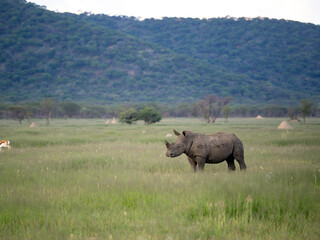 Breitmaulnashorn, Ceratotherium simum
