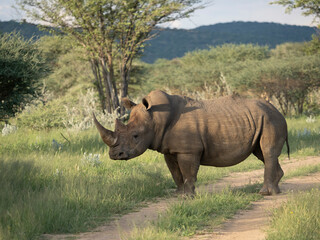 Naklejka premium Breitmaulnashorn, Ceratotherium simum