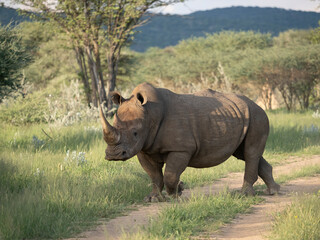 Fototapeta premium Breitmaulnashorn, Ceratotherium simum
