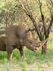 Fototapeta premium Breitmaulnashorn, Ceratotherium simum
