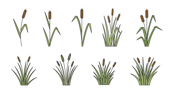 Set of cattail plants in various stages of growth, from single stalks to dense bushes, isolated on a white background.
