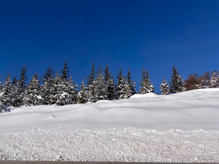Obraz premium Row of evergreen trees on a snowy hill under blue sky