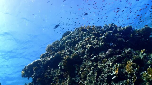 Large population of Lyretail Anthias (Pseudanthias squamipinnis) congregating around a vertical coral pinnacle in the Red Sea, Egypt.tr