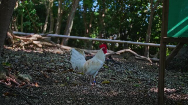 chicken clucking in a farm Philippines