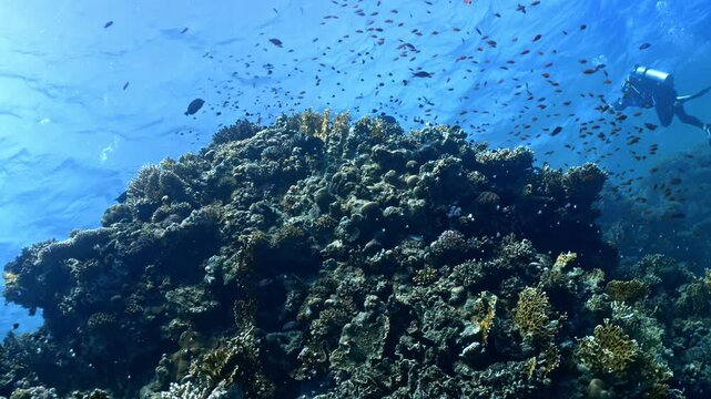 Large population of Lyretail Anthias (Pseudanthias squamipinnis) congregating around a vertical coral pinnacle in the Red Sea, Egypt.tr