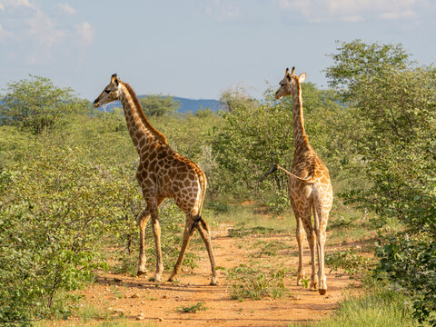Angola-Giraffe, Giraffa giraffa angolensi
