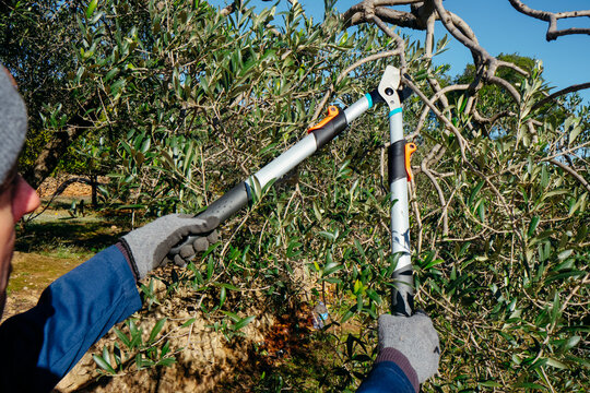 closeup of a man trimming olive branches