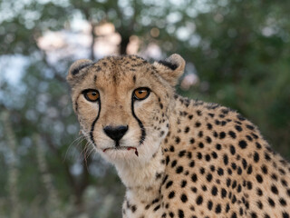 Gepard, Acinonyx jubatus © Lothar Lenz