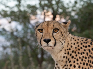Gepard, Acinonyx jubatus © Lothar Lenz