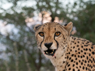 Gepard, Acinonyx jubatus © Lothar Lenz