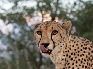 Gepard, Acinonyx jubatus © Lothar Lenz