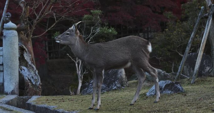 Profile, medium shot of beautiful deer in autumn, Japanese park